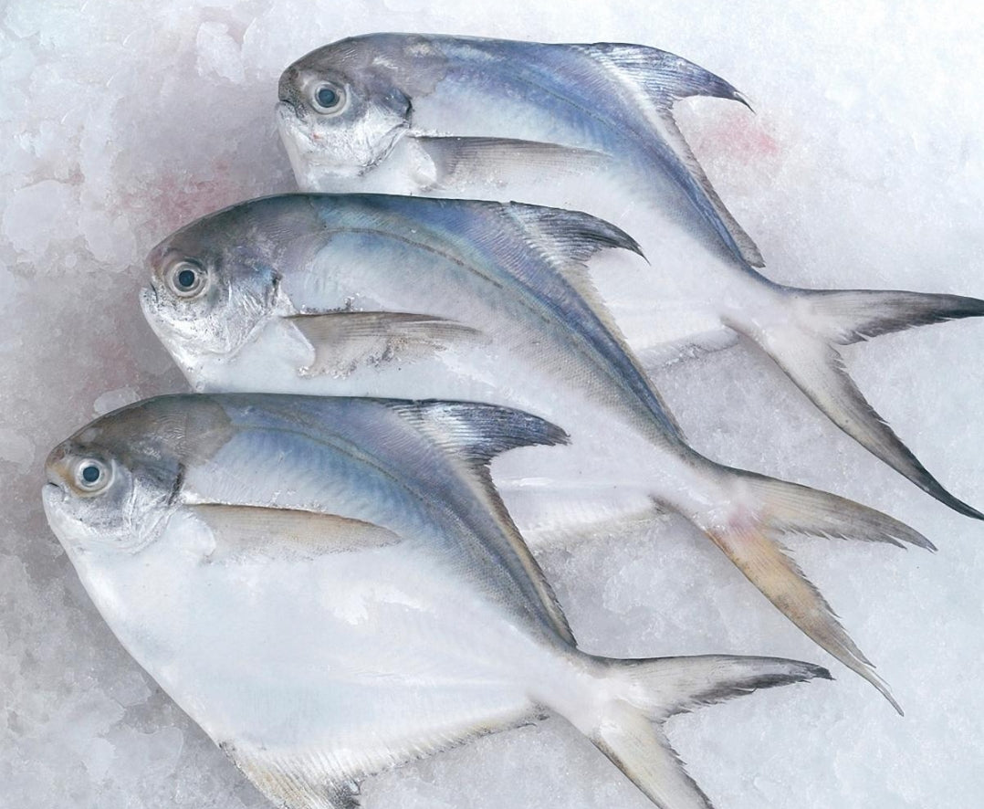 Pomfret