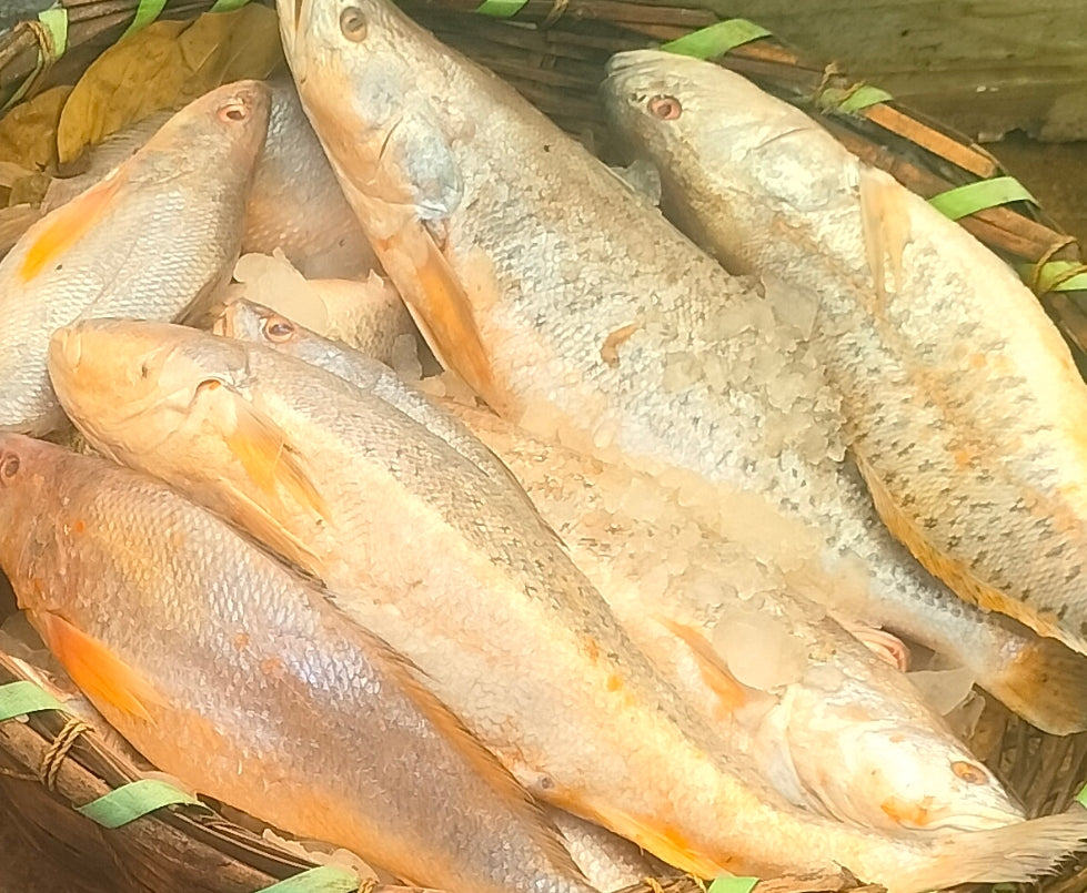 Bhola