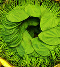 Betel leaf ( Pan pata)