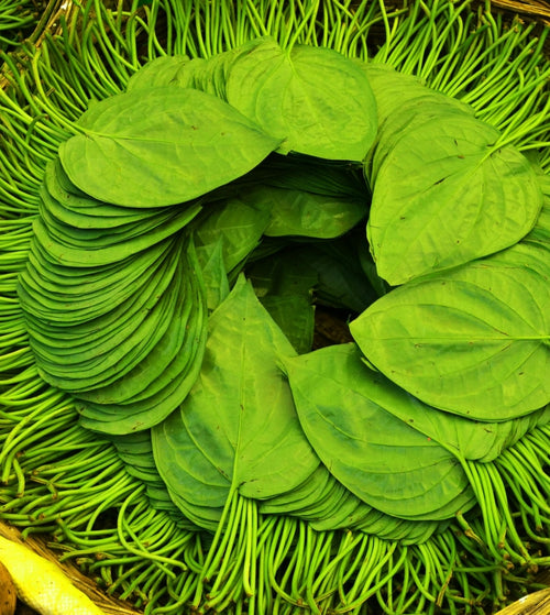 Betel leaf ( Pan pata)