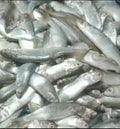 Parciya