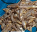 Jyotiya