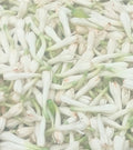 Rajanigandha