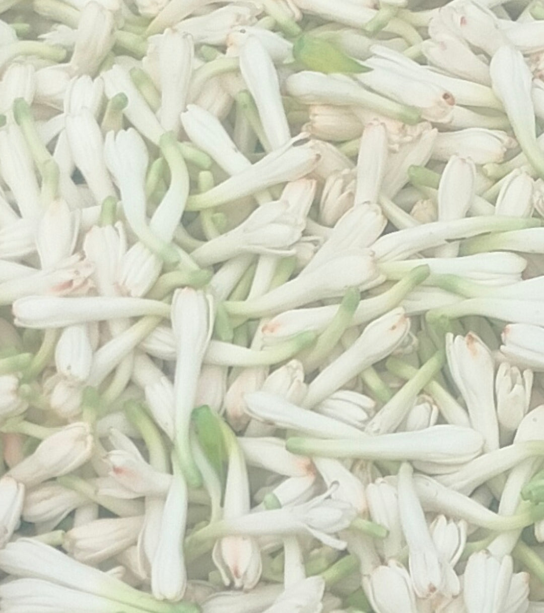 Rajanigandha