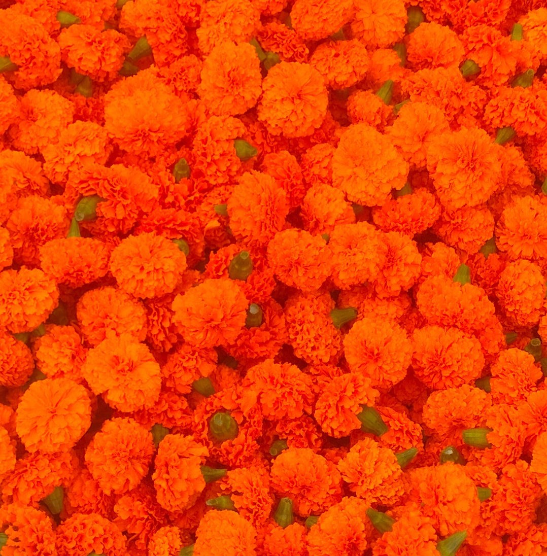 Orange Marigold