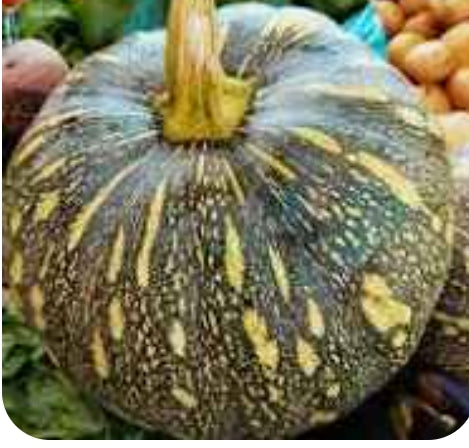 Pumpkin
