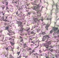Butterfly Pea flower 10p/items