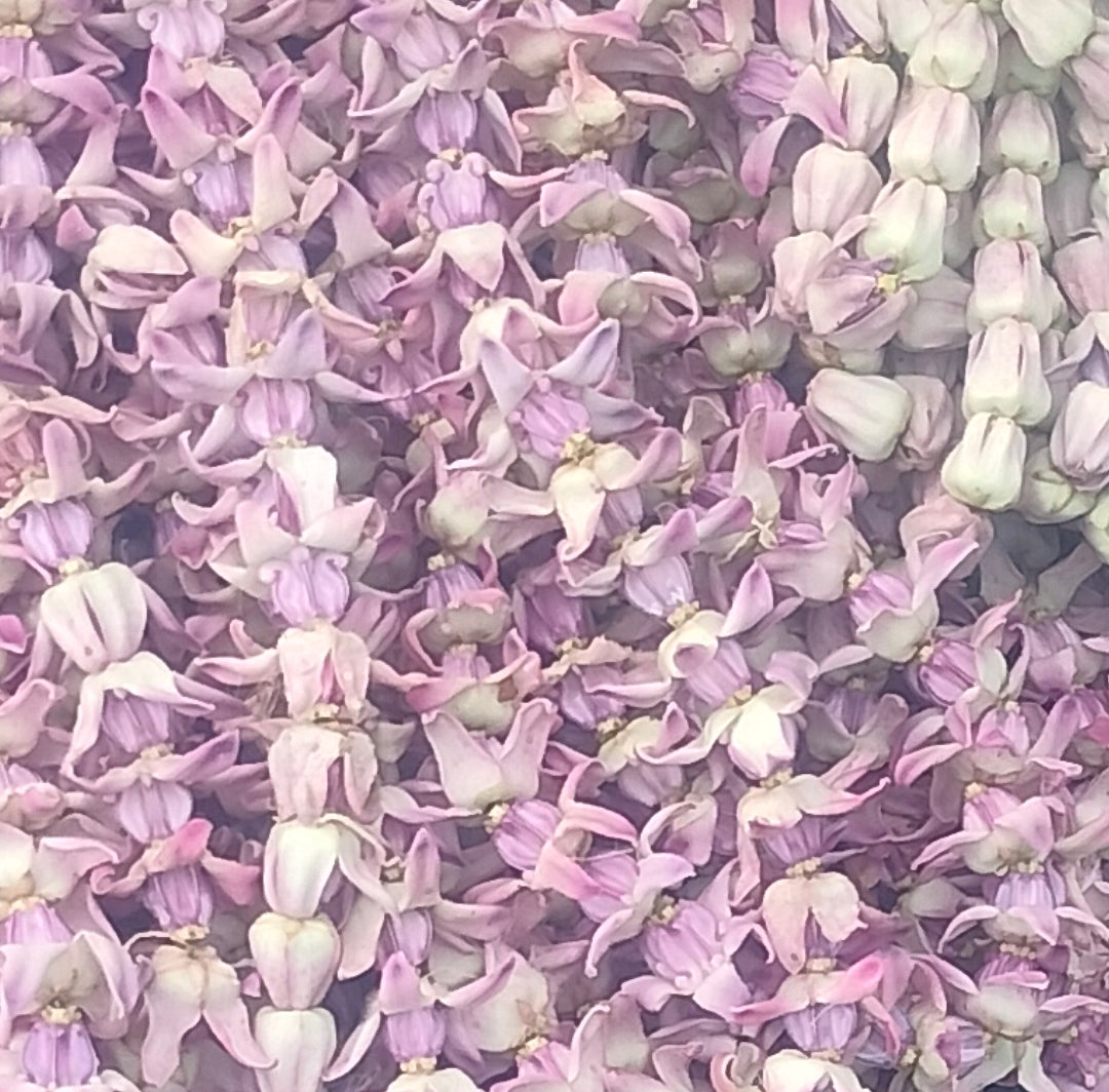 Butterfly Pea flower 10p/items