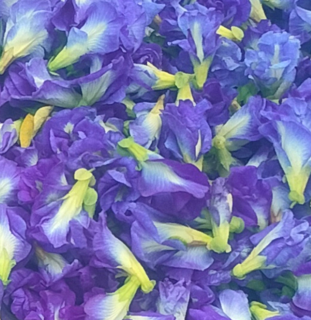 Purple Aparajita