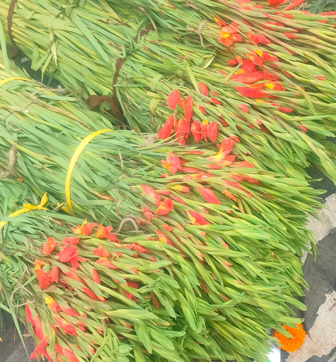 Fresh Orange Gladiolus 40P/ items