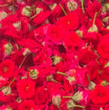 Local Rose100P/items