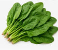 Fresh Spinach/ Palak