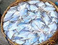 Pomfret