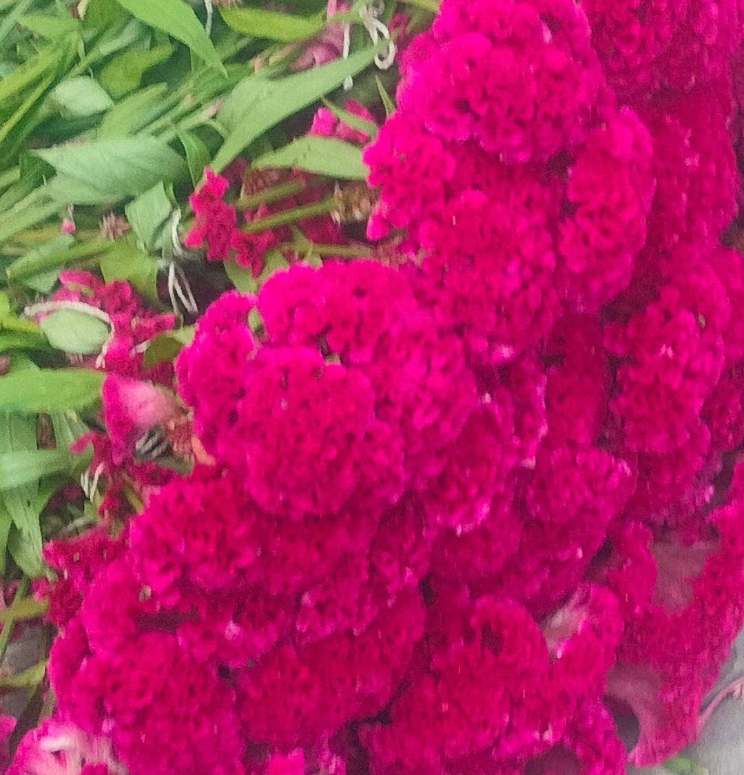 Cockscomb 5p/ items
