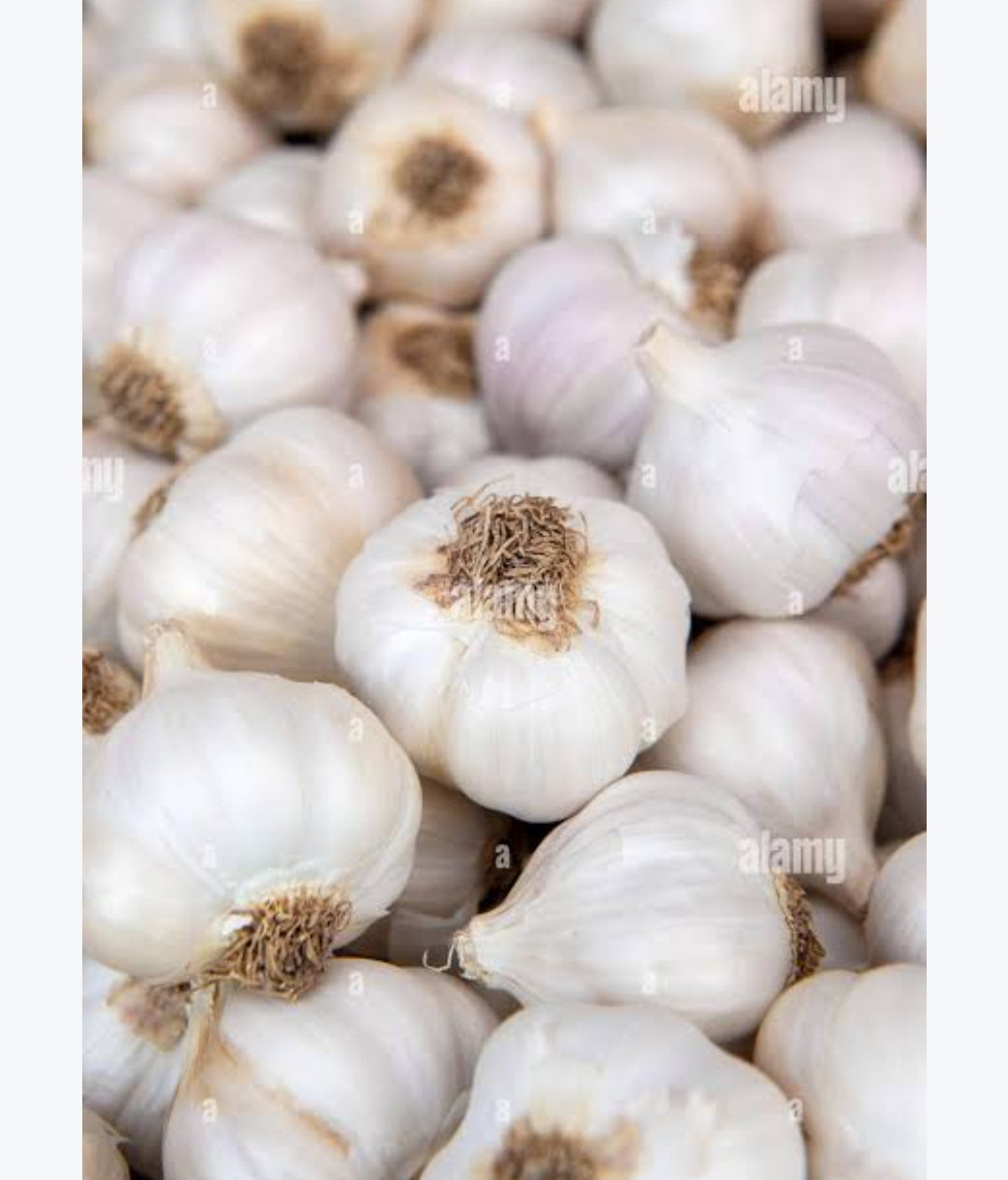 Garlic